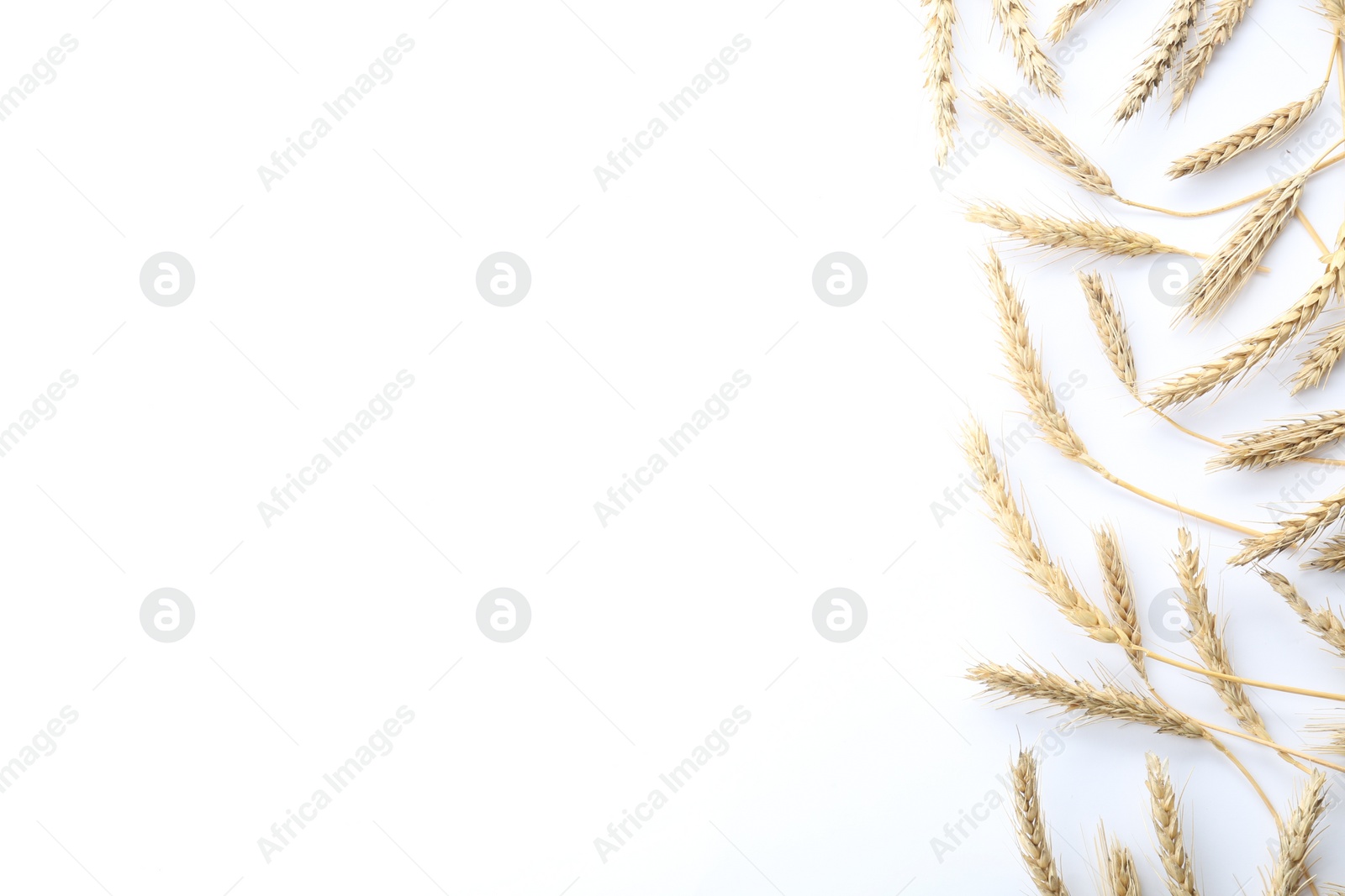 Photo of Many ears of wheat on white background, flat lay. Space for text