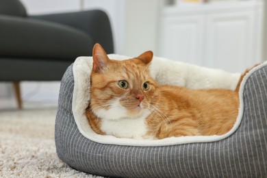 Cute ginger cat lying on pet bed at home