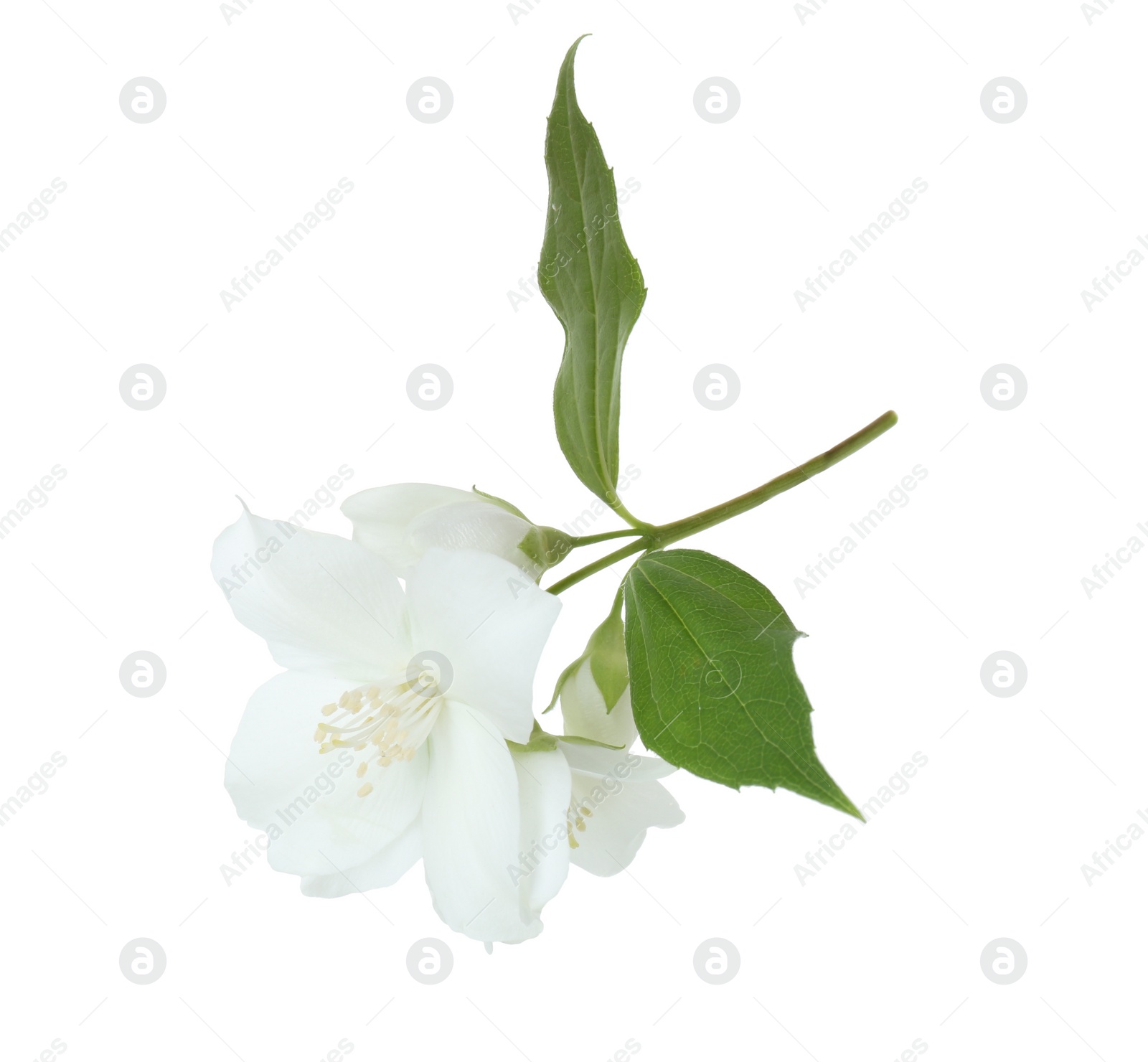 Photo of Branch of jasmine flowers and leaves isolated on white