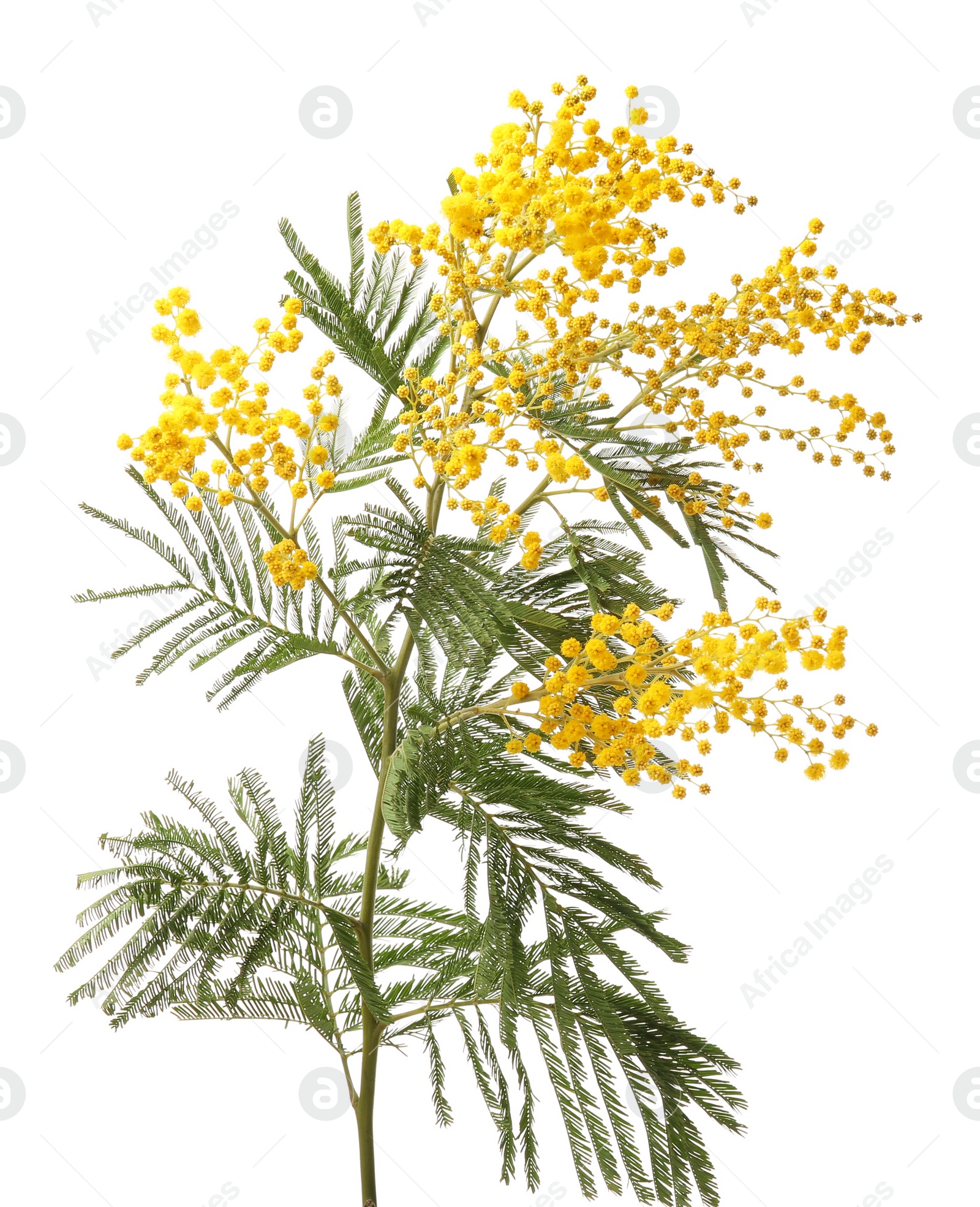 Photo of Beautiful mimosa flowers on white background