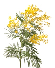 Photo of Beautiful mimosa flowers on white background