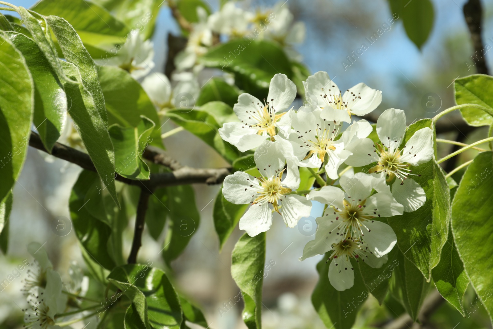 Photo of Beautiful blossoming pear tree outdoors on sunny day, closeup