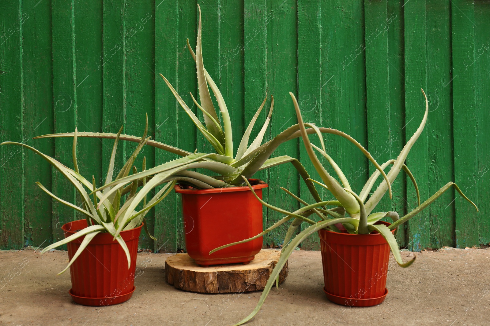 Photo of Flowerpots with aloe vera plants near green wooden wall outdoors