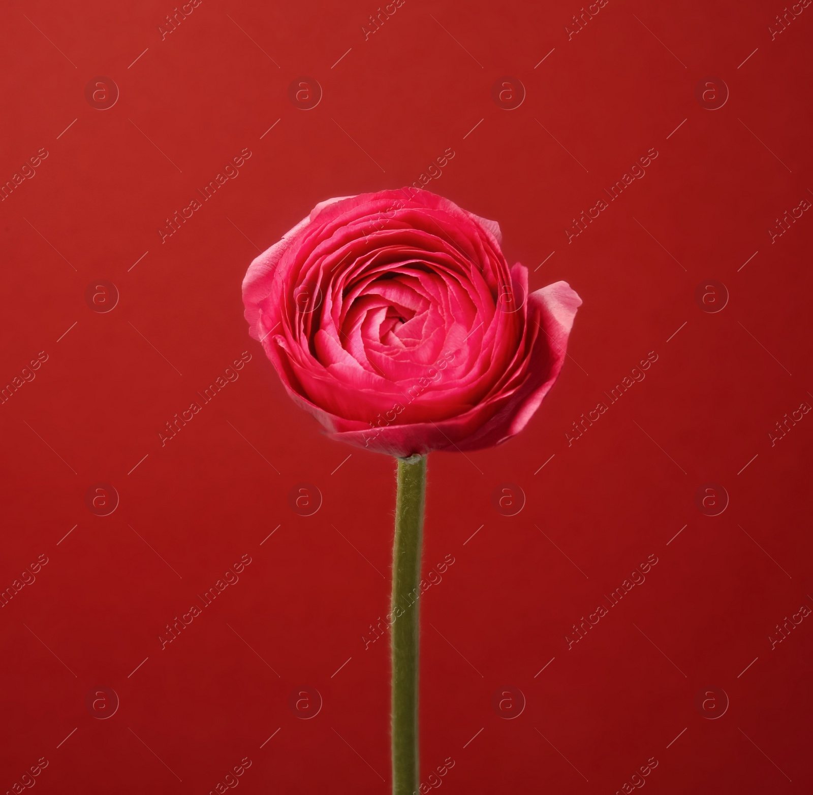 Photo of Beautiful ranunculus flower on color background