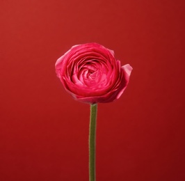 Beautiful ranunculus flower on color background