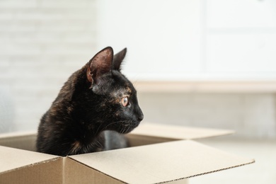 Photo of Cute black cat in cardboard box at home