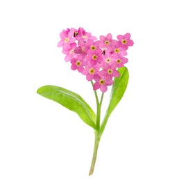 Image of Delicate pink forget me not flowers on white background