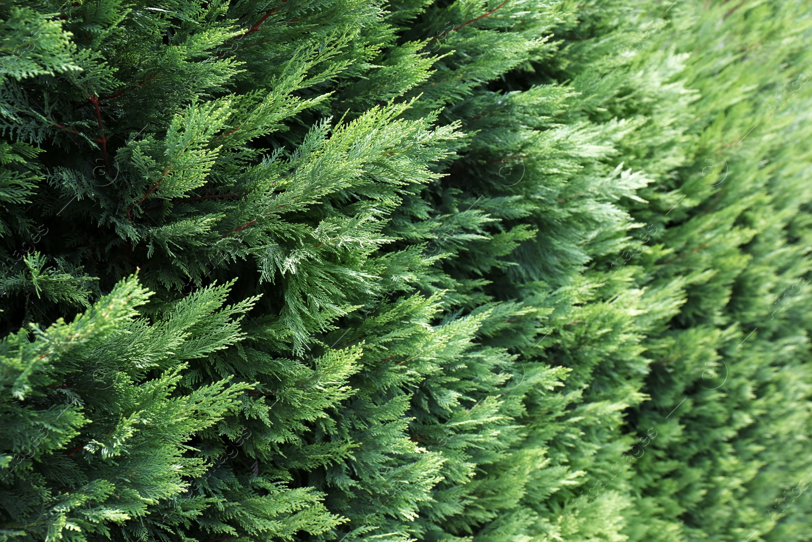 Photo of Beautiful evergreen conifer bushes as background, closeup