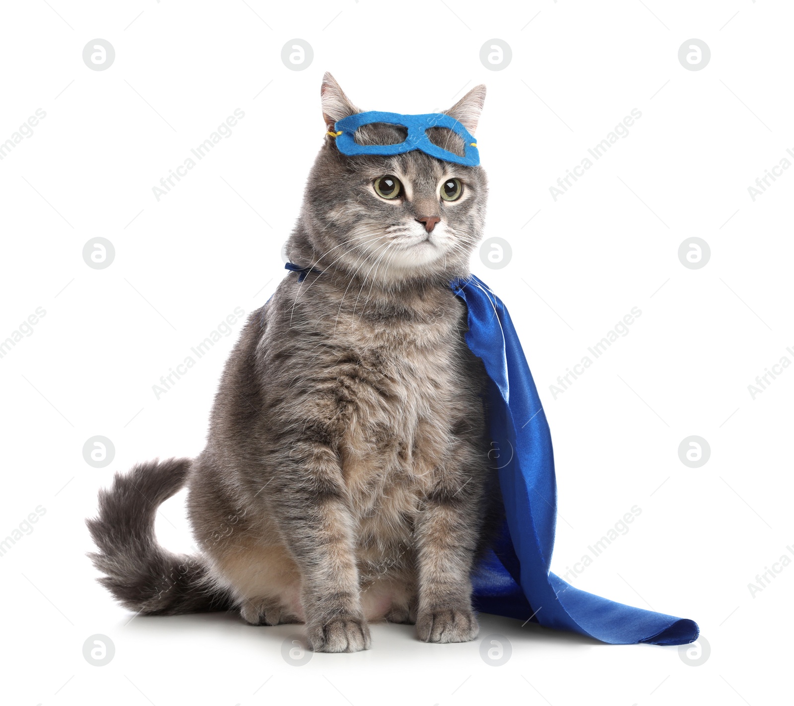 Photo of Adorable cat in blue superhero cape and mask on white background