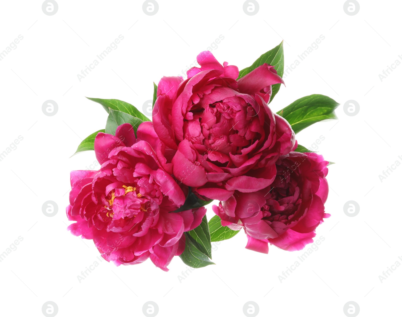Photo of Bouquet of beautiful peonies on white background