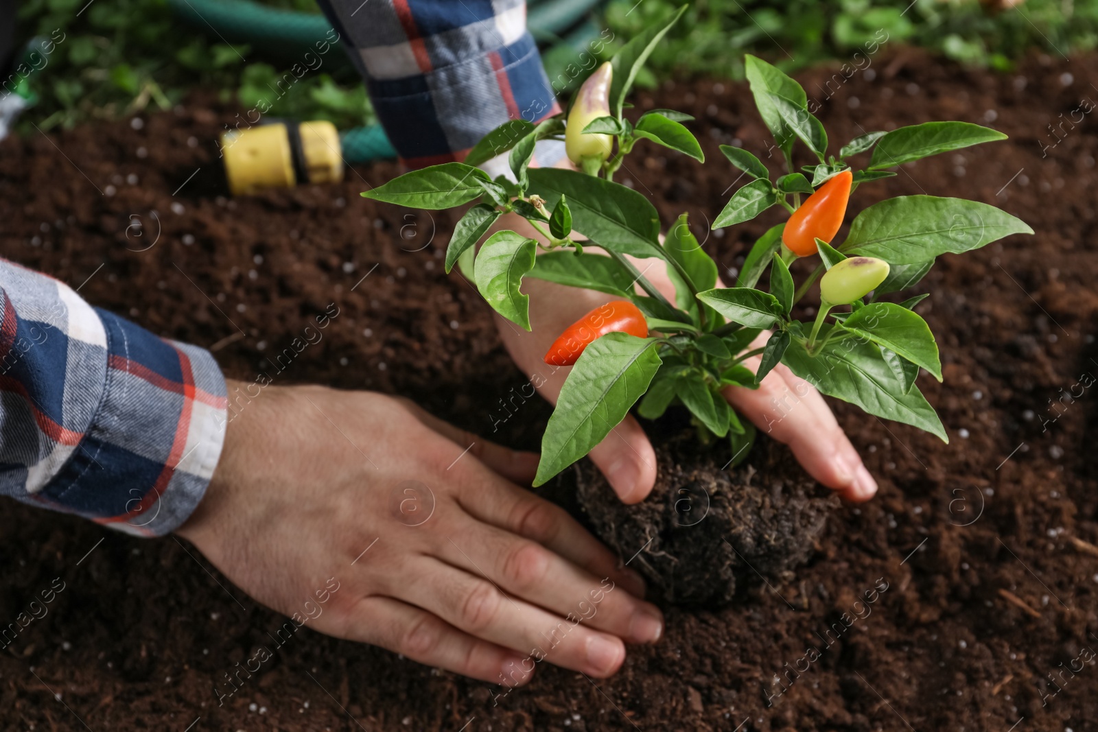 Photo of Man transplanting pepper plant into soil, closeup