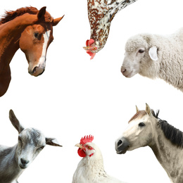 Image of Collage with horses and other pets on white background