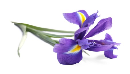 Beautiful violet iris flower isolated on white