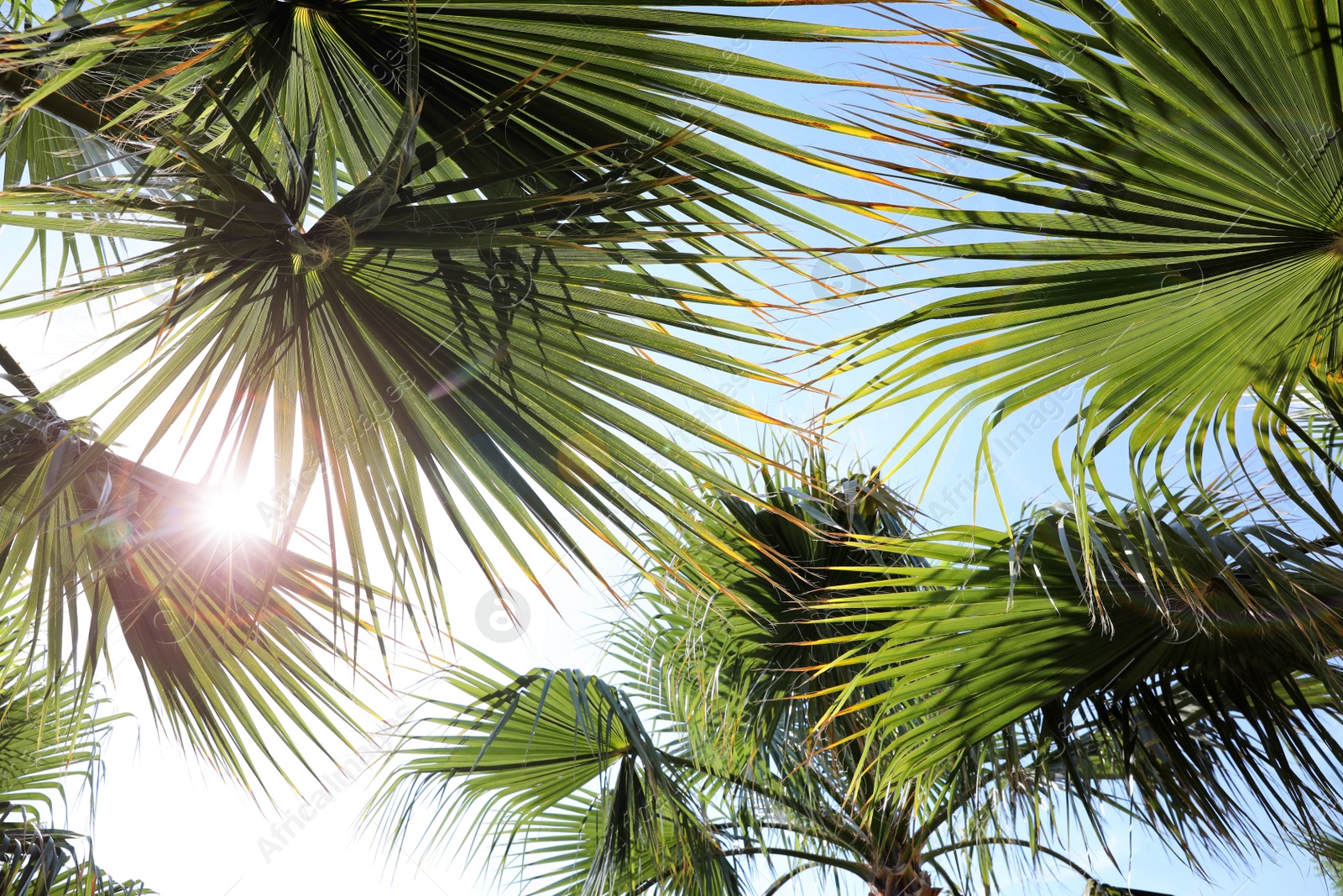 Photo of Beautiful view of palm branches on sunny summer day