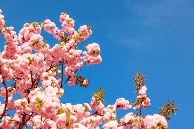 Beautiful blossoming sakura tree with pink flowers against blue sky, space for text. Spring season