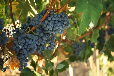 Photo of Bunches of grapes growing in vineyard on sunny day. Wine production