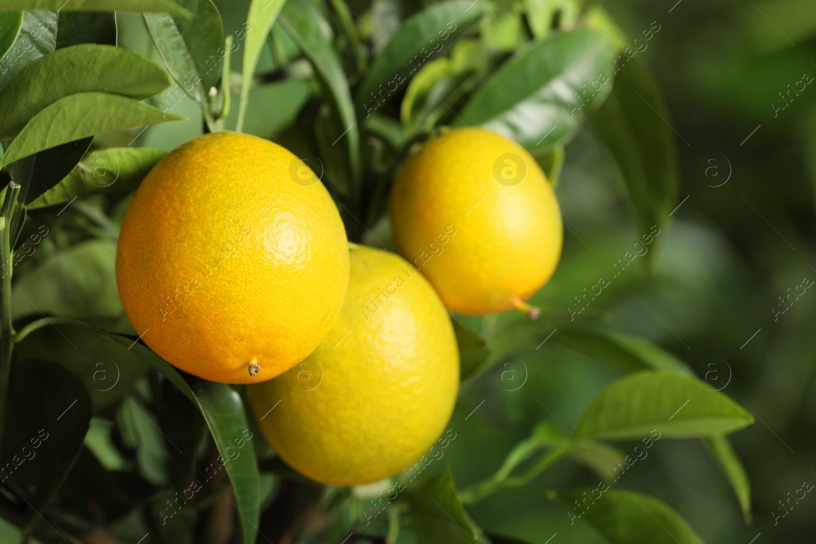 Photo of Closeup view of lemon tree with ripe fruits outdoors