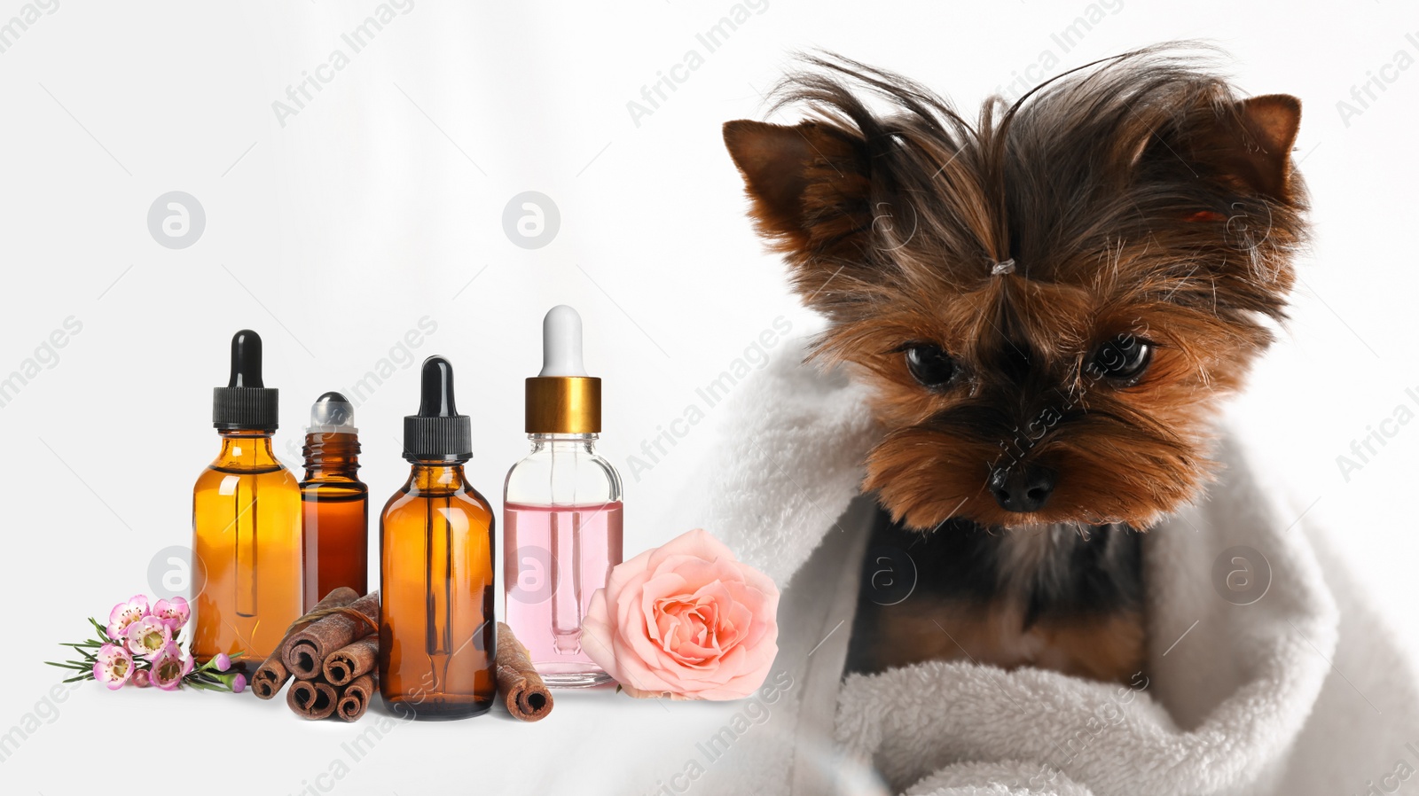 Image of Aromatherapy for animals. Essential oils and cute Yorkshire terrier on background