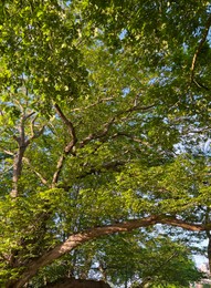 Photo of Beautiful trees with green leaves outdoors on sunny day, closeup