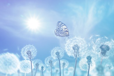 Beautiful butterfly and delicate fluffy dandelions on sunny day 