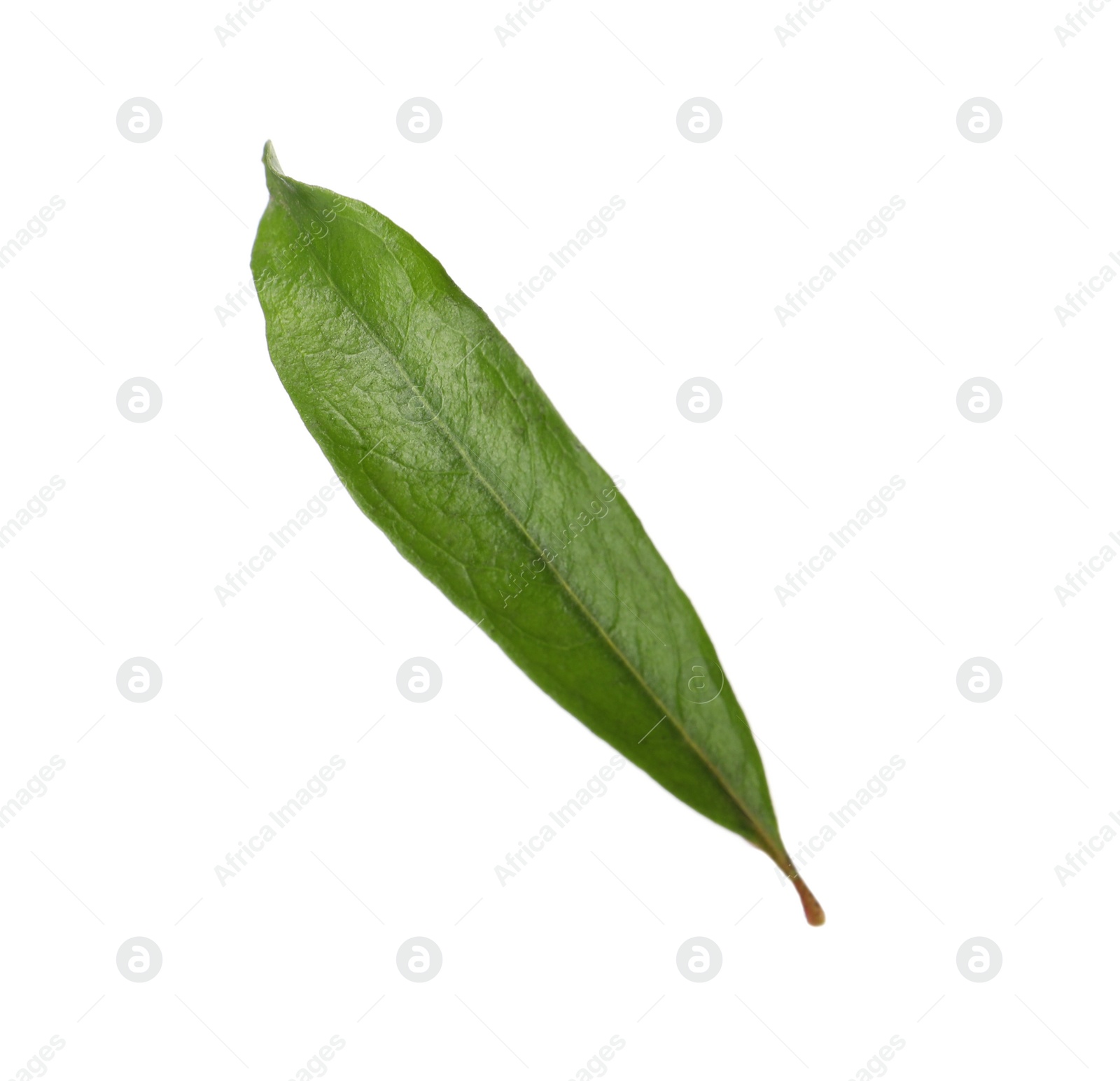 Photo of Green leaf of pomegranate plant isolated on white