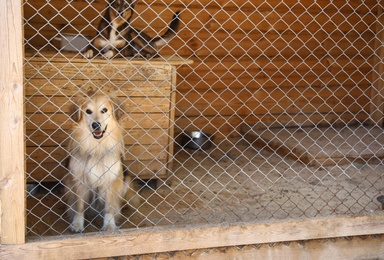 Cage with homeless dogs in animal shelter, space for text. Concept of volunteering