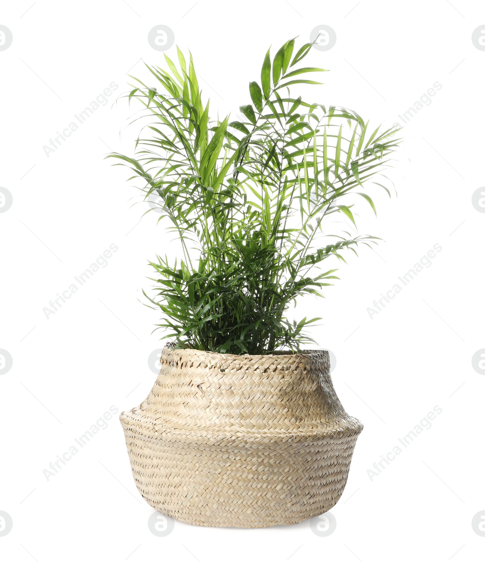 Photo of Beautiful Ravenea rivularis plant in pot isolated on white. House decor