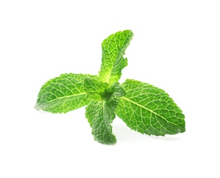 Branch of fresh mint isolated on white