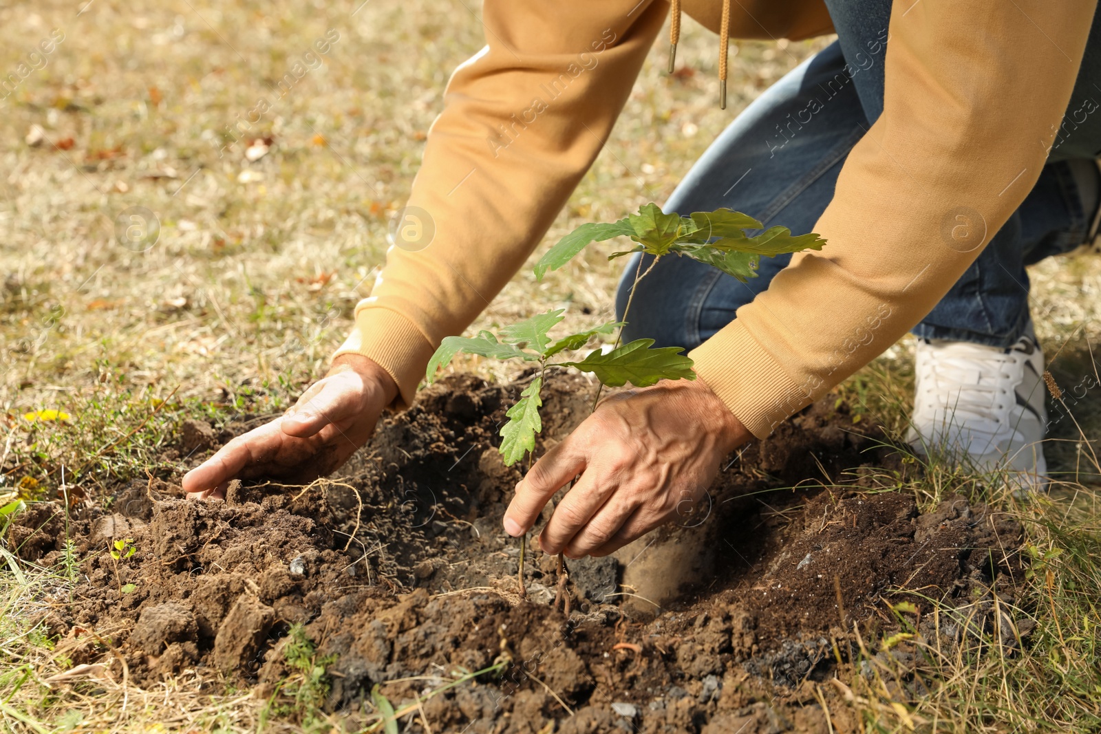 Photo of Man planting young tree outdoors on sunny day, closeup