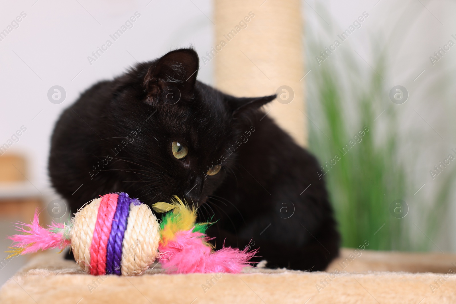 Photo of Adorable black cat playing with toy at home. Space for text