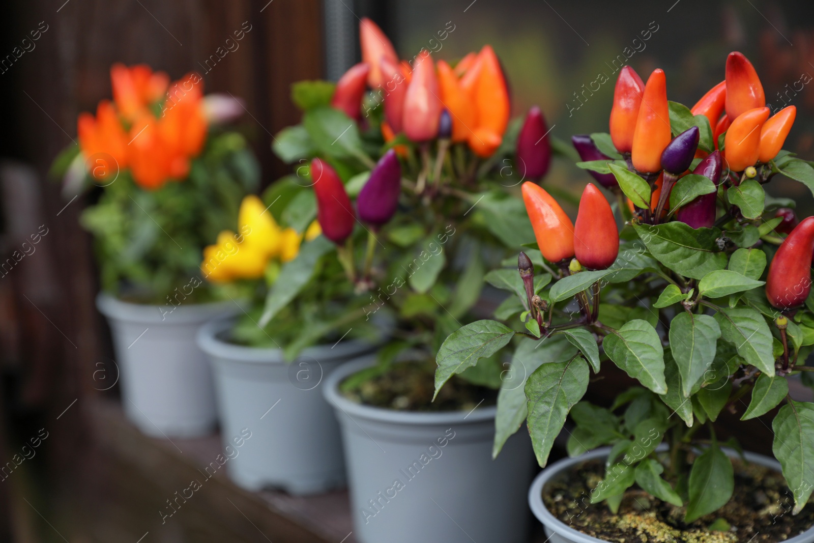 Photo of Capsicum Annuum plants. Many potted rainbow multicolor and yellow chili peppers near window outdoors, space for text