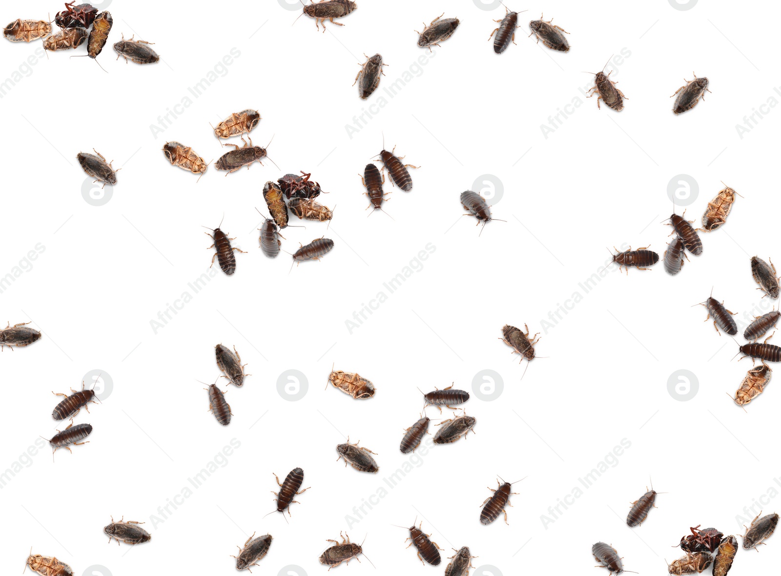 Image of Many cockroaches on white background, top view. Pest control