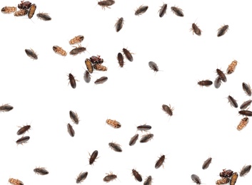 Many cockroaches on white background, top view. Pest control