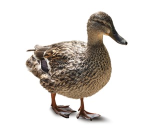 Cute duck on white background. Wild animal