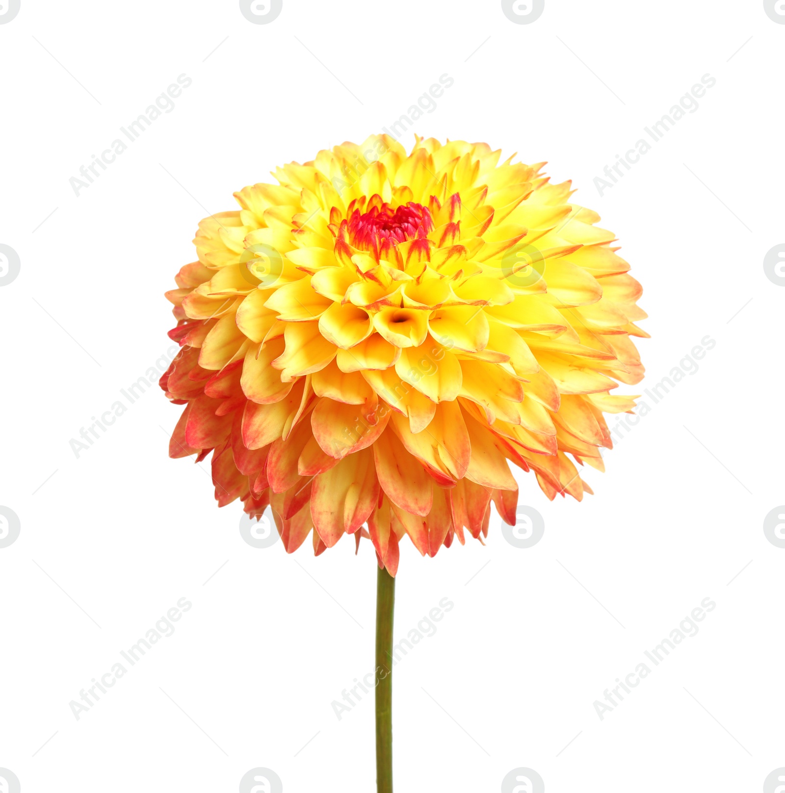 Photo of Beautiful yellow dahlia flower on white background