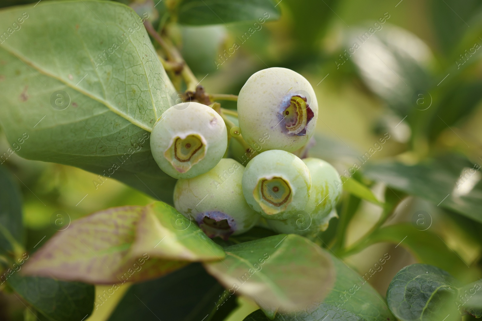 Photo of Unripe wild blueberries growing outdoors, closeup. Seasonal berries
