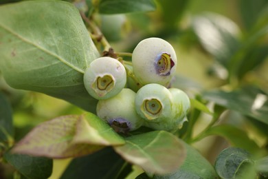 Unripe wild blueberries growing outdoors, closeup. Seasonal berries