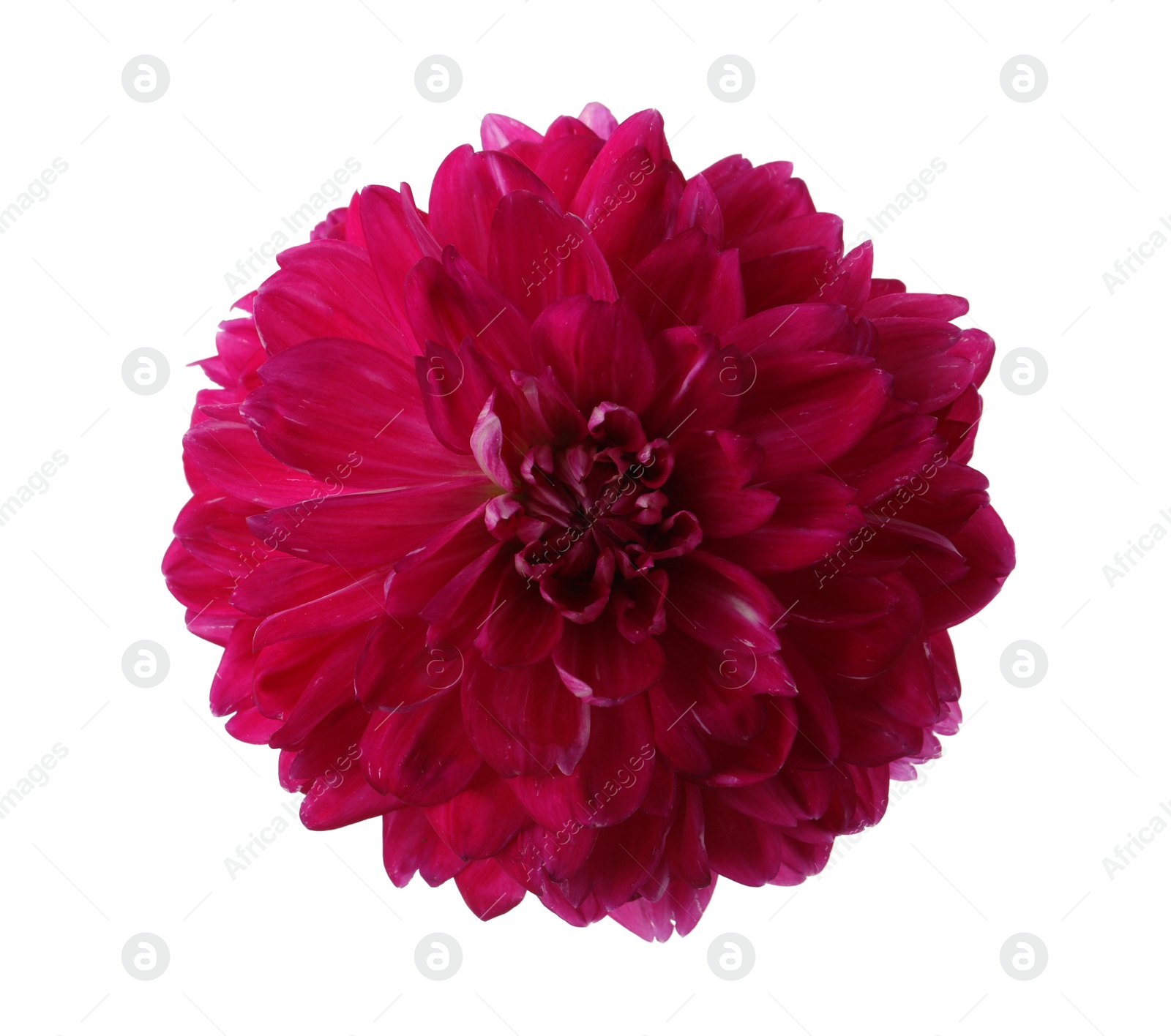 Photo of Beautiful red dahlia flower isolated on white