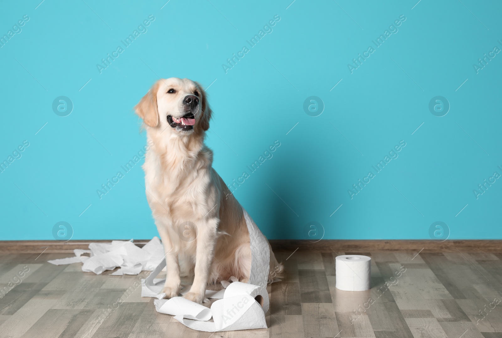 Photo of Cute dog playing with rolls of toilet paper on floor against color wall. Space for text