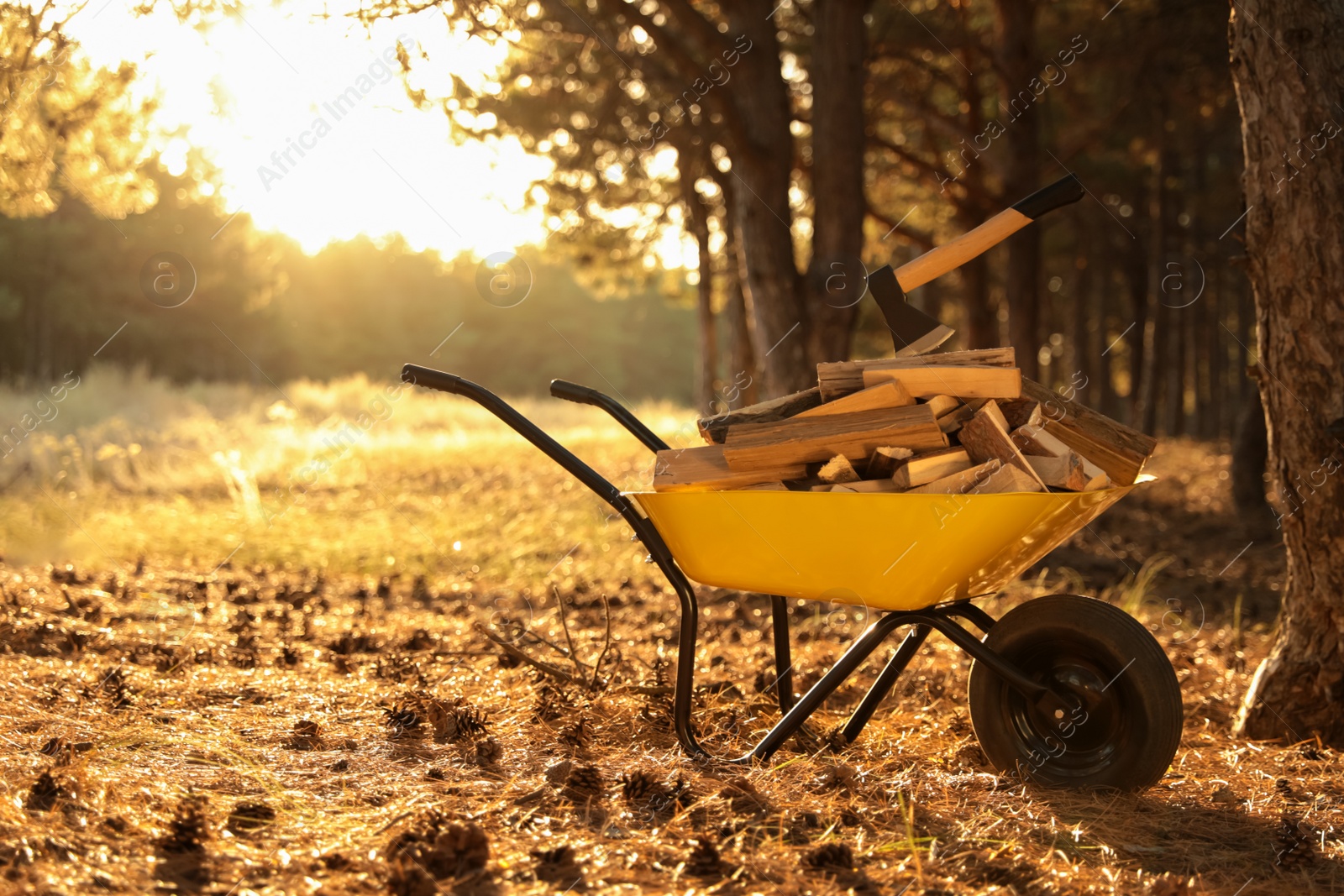 Photo of Wheelbarrow with cut firewood in forest on sunny day