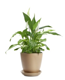 Photo of Potted peace lily plant on white background