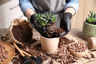 Photo of Woman transplanting Haworthia into pot at table indoors, closeup. House plant care