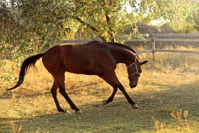 Chestnut horse outdoors on sunny day. Beautiful pet