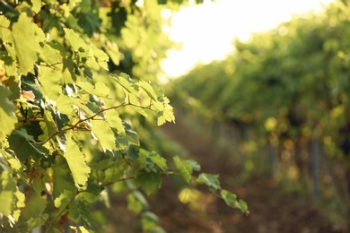 Green grape vines growing in vineyard, closeup view