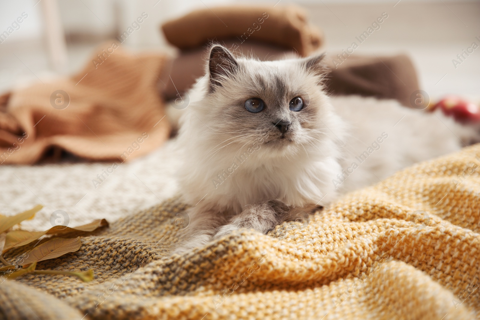 Photo of Cute cat with knitted blanket on floor at home. Warm and cozy winter