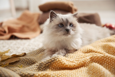 Photo of Cute cat with knitted blanket on floor at home. Warm and cozy winter