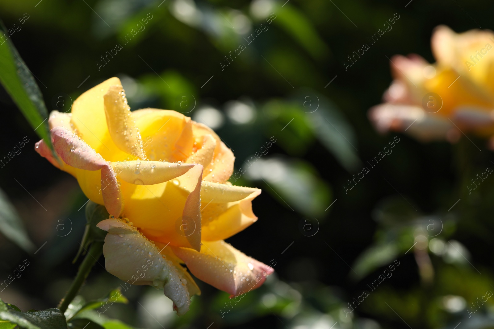 Photo of Beautiful blooming rose in garden on sunny day, space for text