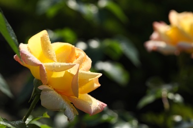 Photo of Beautiful blooming rose in garden on sunny day, space for text