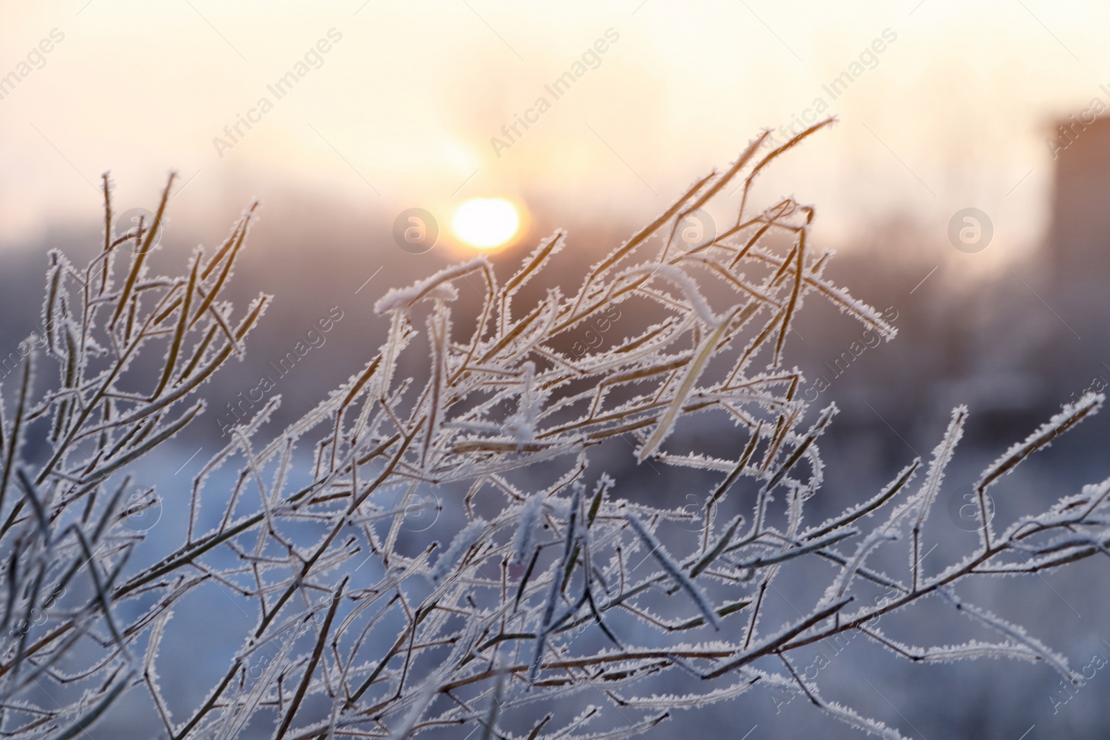 Photo of Dry plant covered with hoarfrost outdoors on winter morning, closeup