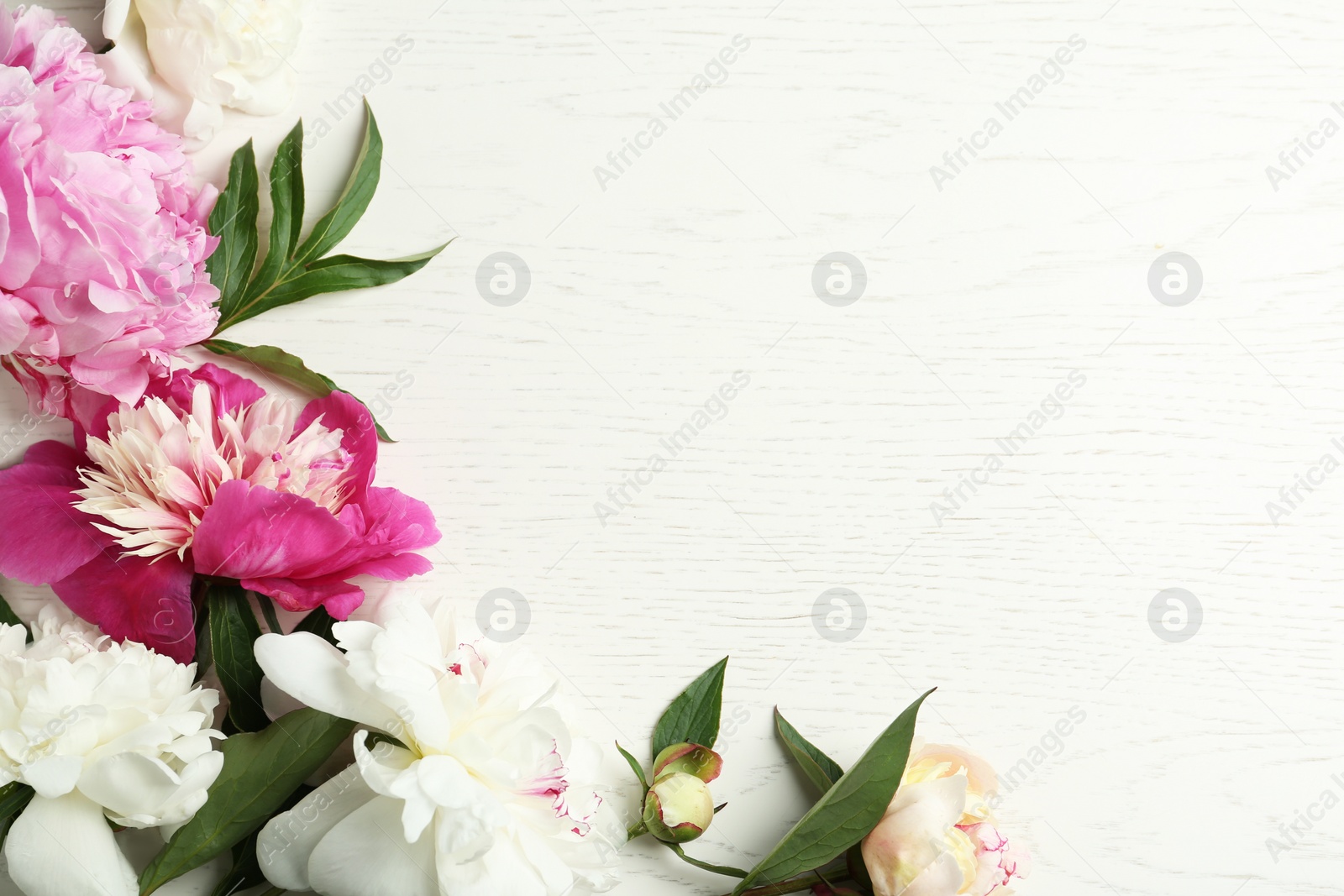 Photo of Beautiful peonies on white wooden table, flat lay. Space for text